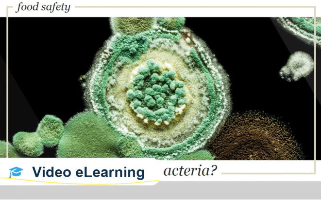 What-is-bacteria